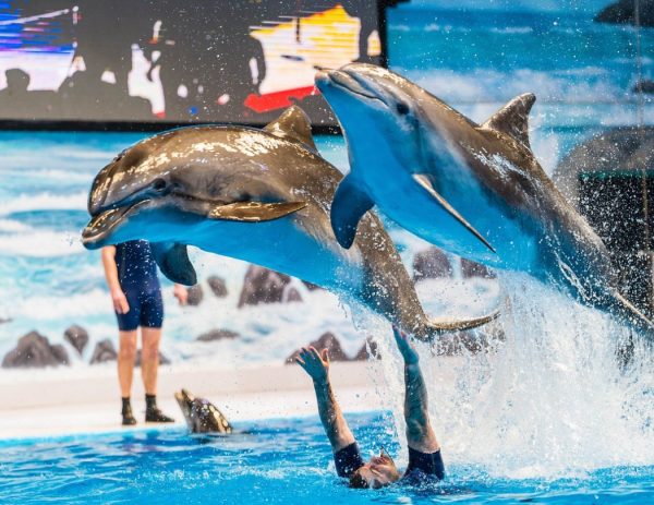 بلیط دلفیناریوم دبی | Dubai Dolphinarium - Image 3