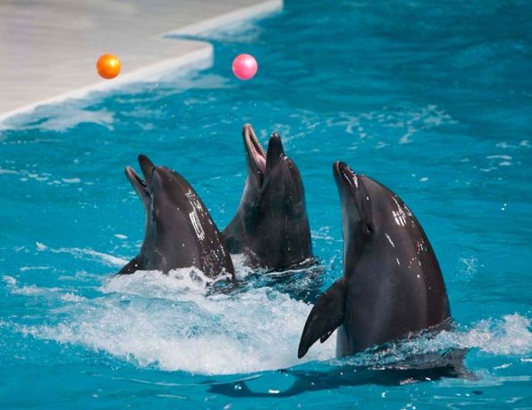 بلیط دلفیناریوم دبی | Dubai Dolphinarium - Image 4