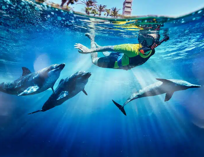 بلیط خلیج دلفین آتلانتیس دبی | Dolphin Bay Atlantis