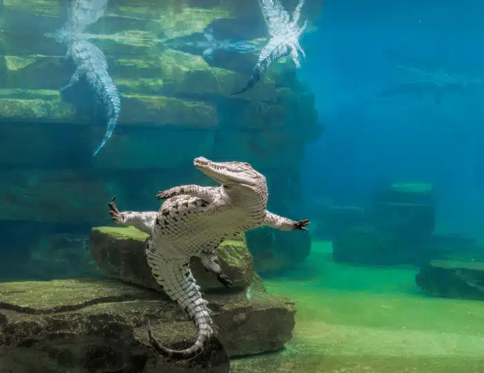 بلیط پارک کورکودیل دبی | Crocodile Park