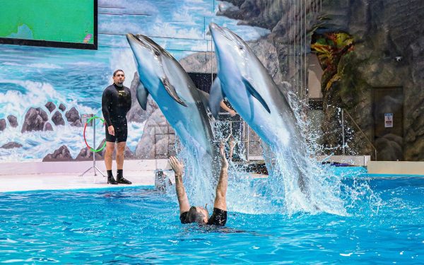 بلیط دلفیناریوم دبی | Dubai Dolphinarium - Image 5