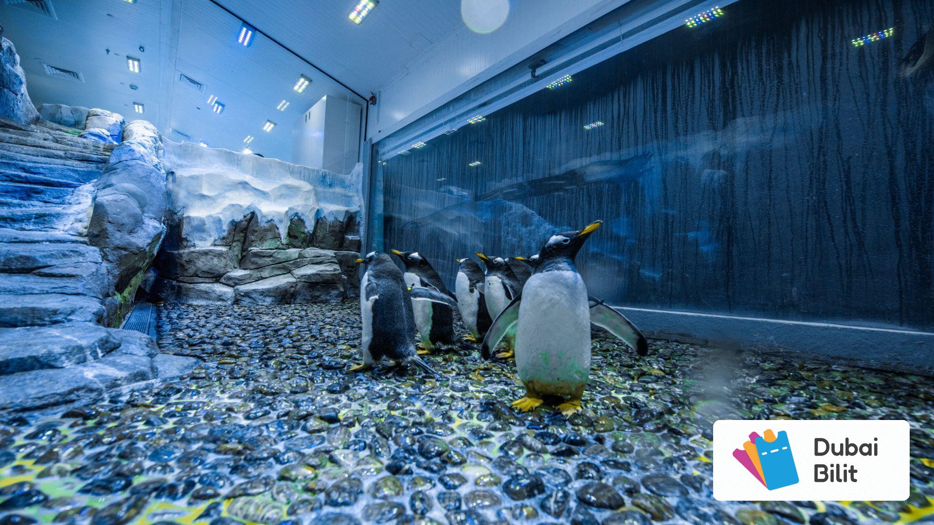 بازی با پنگوئن ها در آکواریوم دبی مال